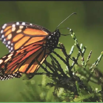 Why Migratory Monarch Butterfly, now Endangered 2022?