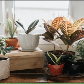 How to Get Rid of Aphids (Pests) on Indoor Plants?