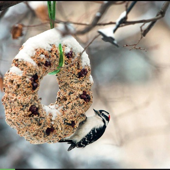 DIY Bird Feeder Wreath