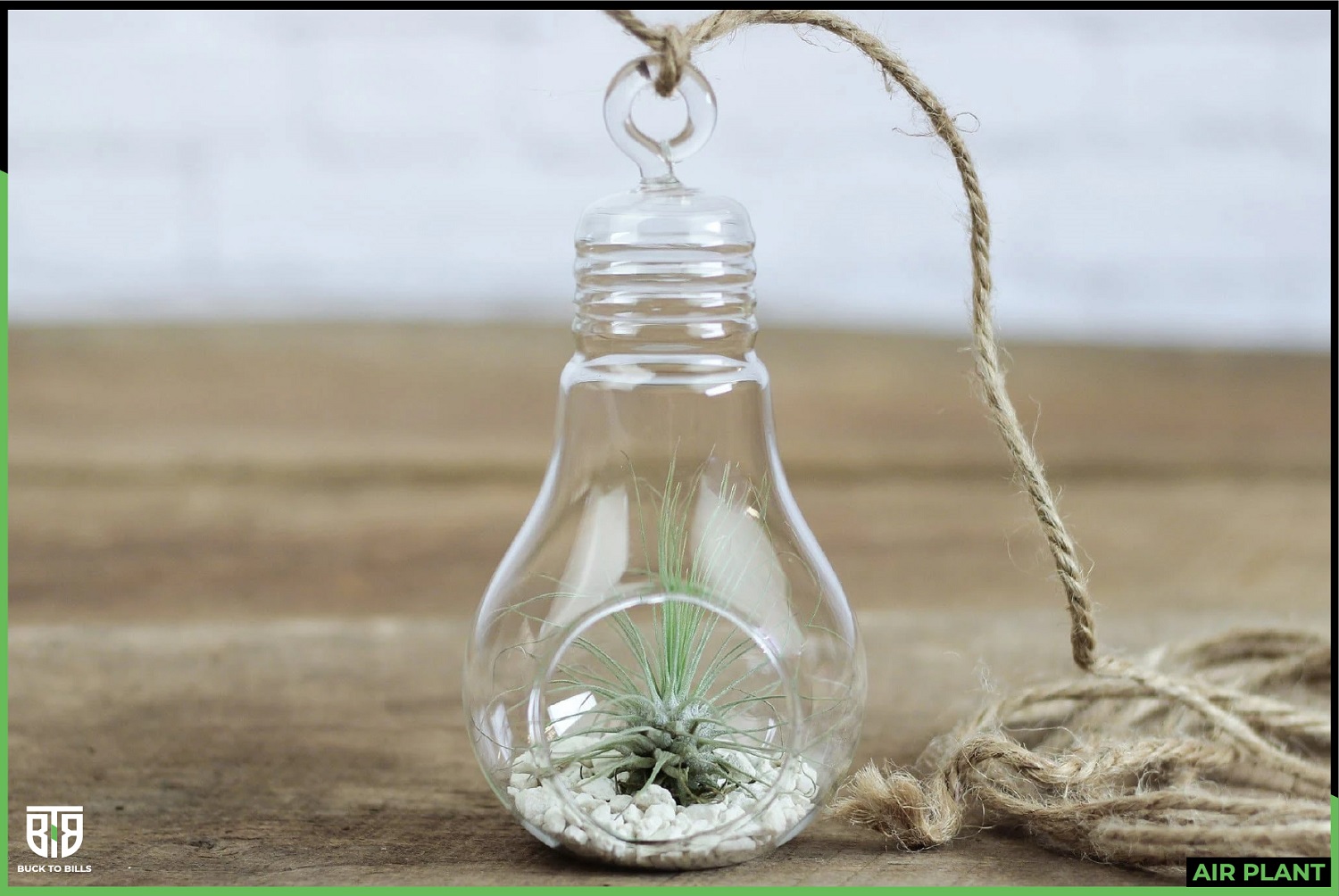 Air Plant Terrarium