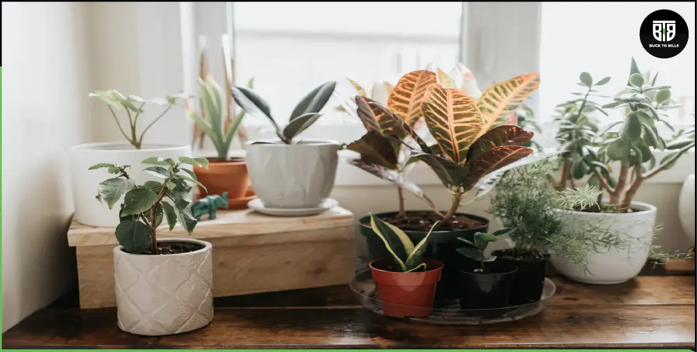 How to Get Rid of Aphids (Pests) on Indoor Plants?