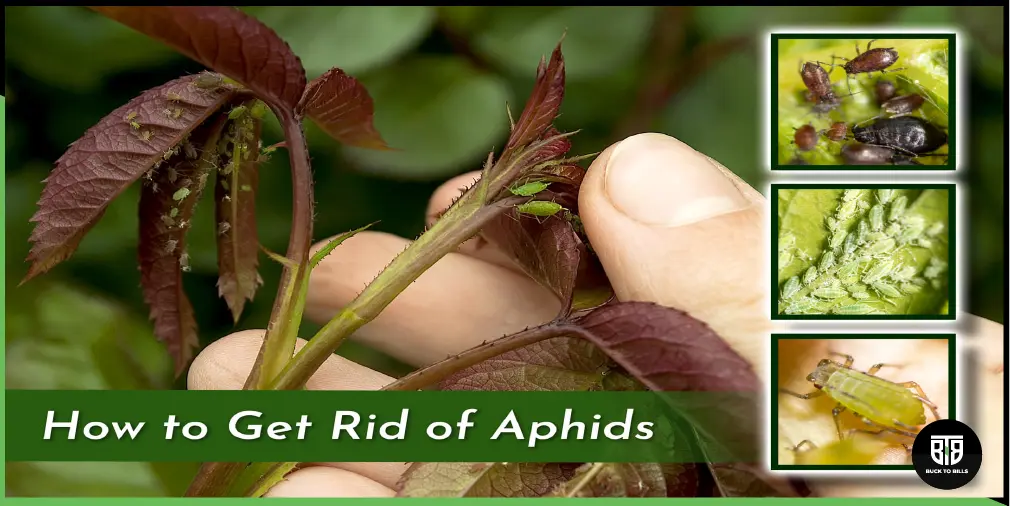 How to get rid Aphids on Indoor Plants
