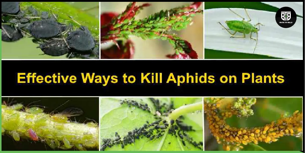 How to get rid Aphids on Indoor Plants