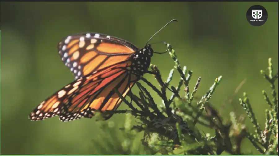 Why Migratory Monarch Butterfly, now Endangered 2022?