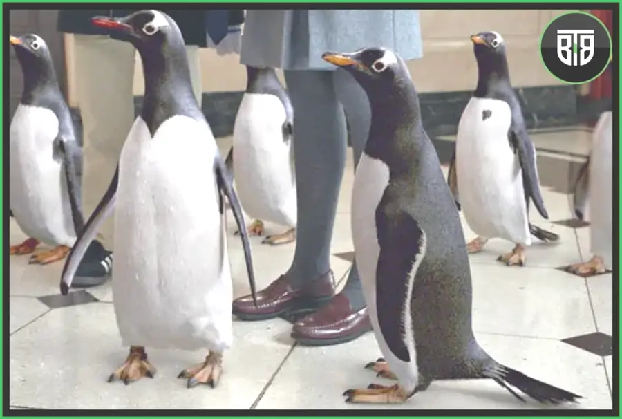 a movie scene of Penguins in Mr. Popper's Penguin (2011 film), best tv shows on hulu
